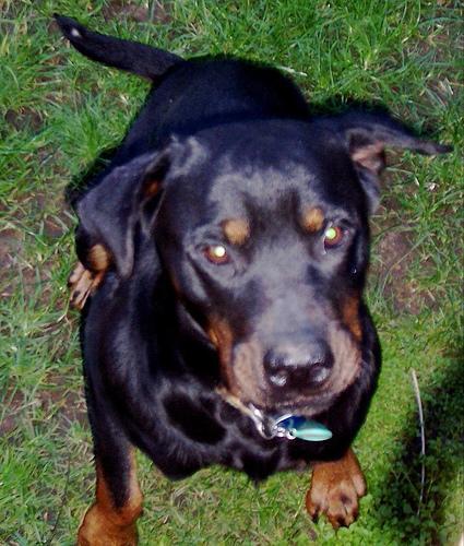 Rottweiler — 4