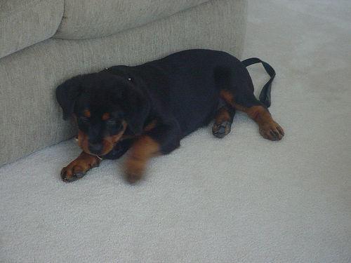 Rottweiler — 5