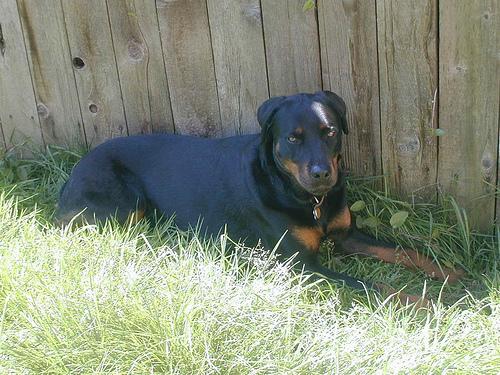 Rottweiler — 6