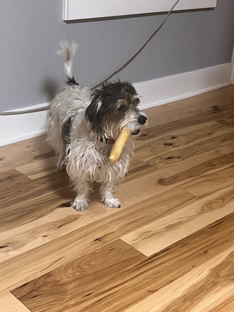 Russell Terrier — 1