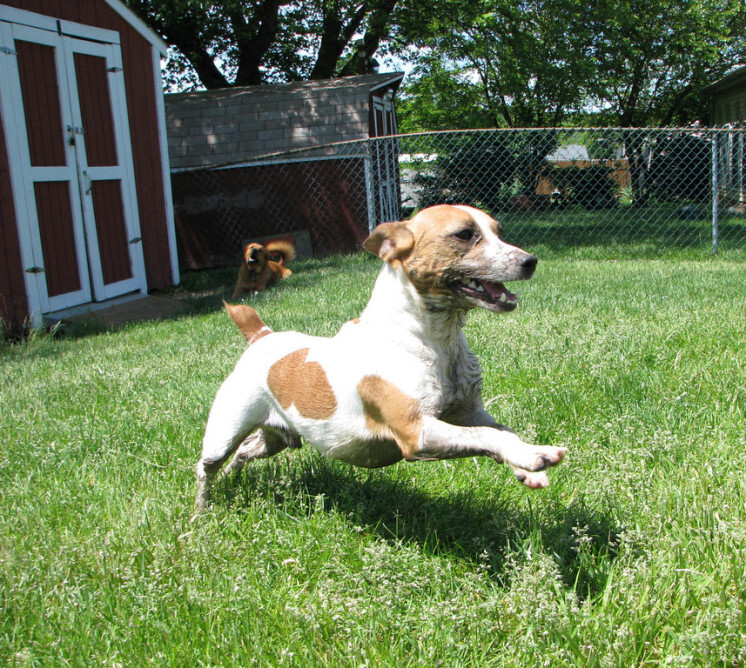 Russell Terrier — 3