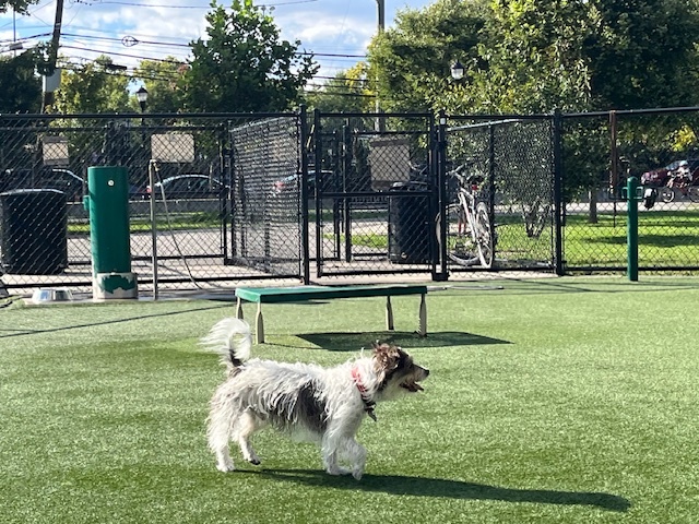 Russell Terrier — 5