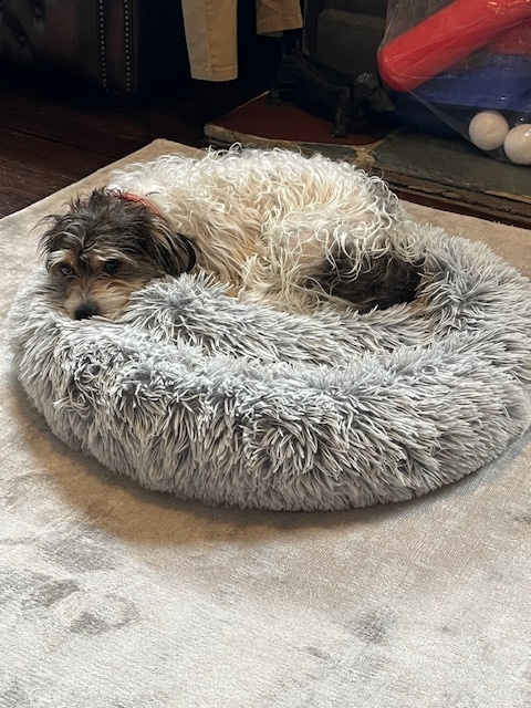 Russell Terrier — 6