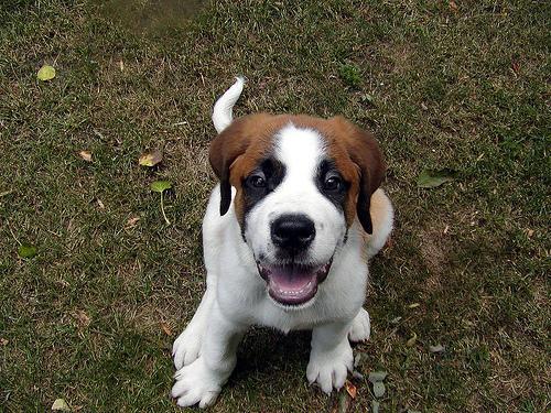 Saint Bernard — 1