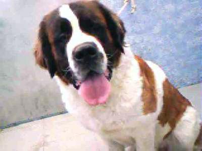 Saint Bernard — 2