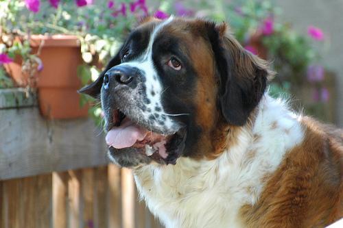 Saint Bernard — 3