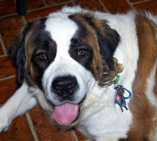 Saint Bernard — 4