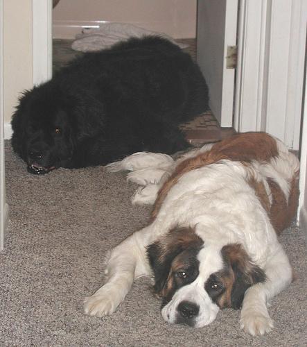 Saint Bernard — 5