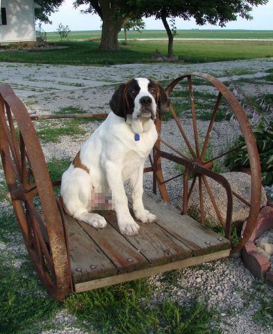 Saint Bernard — 6