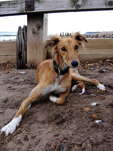 Saluki — 1