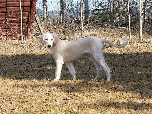 Saluki — 2