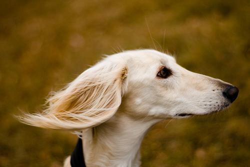 Saluki — 3