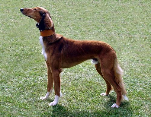 Saluki — 4