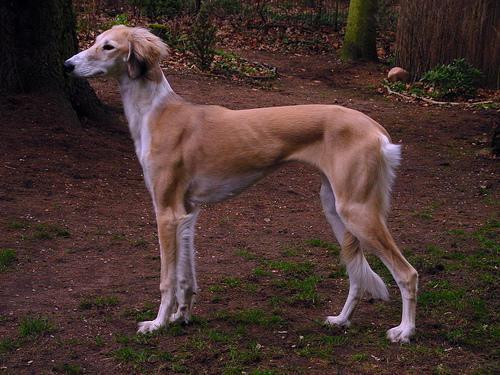 Saluki — 5