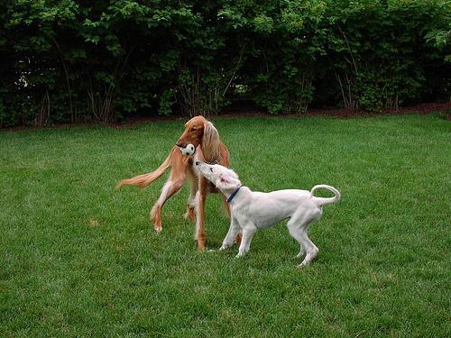 Saluki — 6