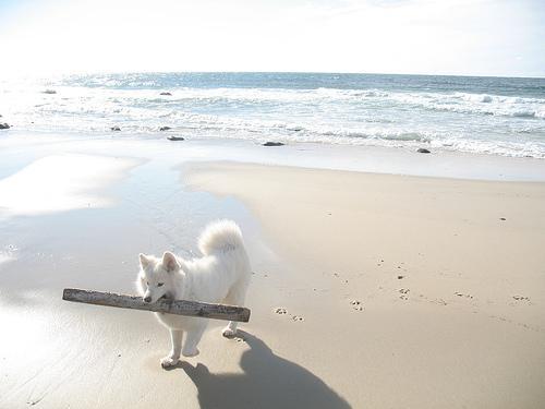 Samoyed — 1