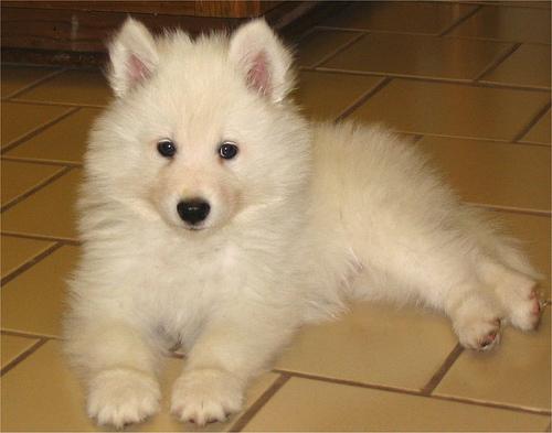Samoyed — 2