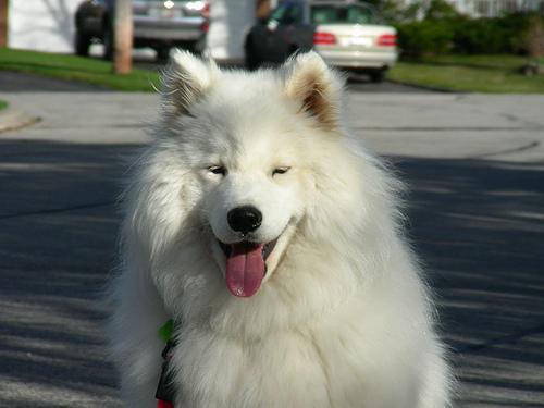 Samoyed — 3