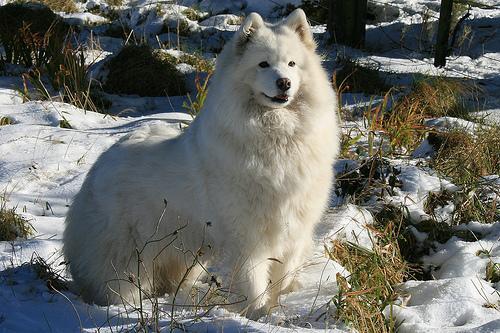 Samoyed — 4