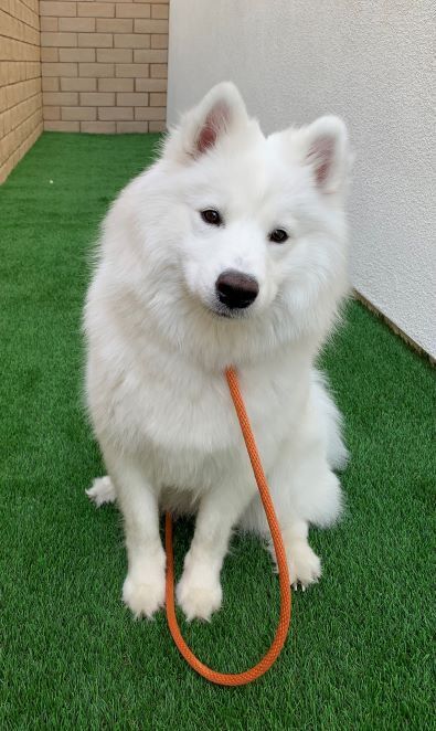 Samoyed — 5