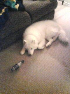 Samoyed — 6