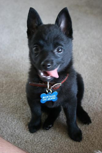 Schipperke — 1