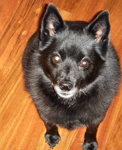 Schipperke — 2
