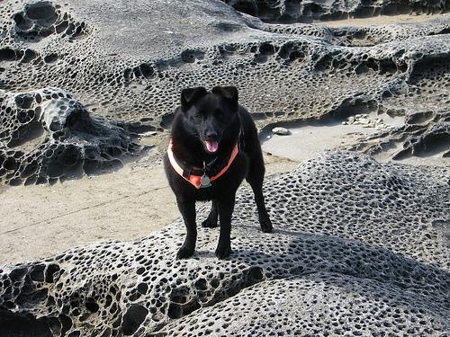 Schipperke — 3