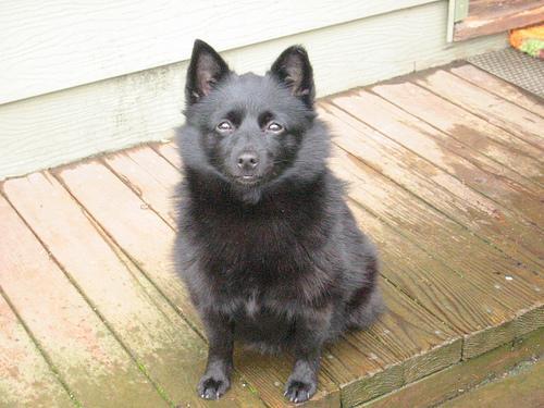 Schipperke — 4