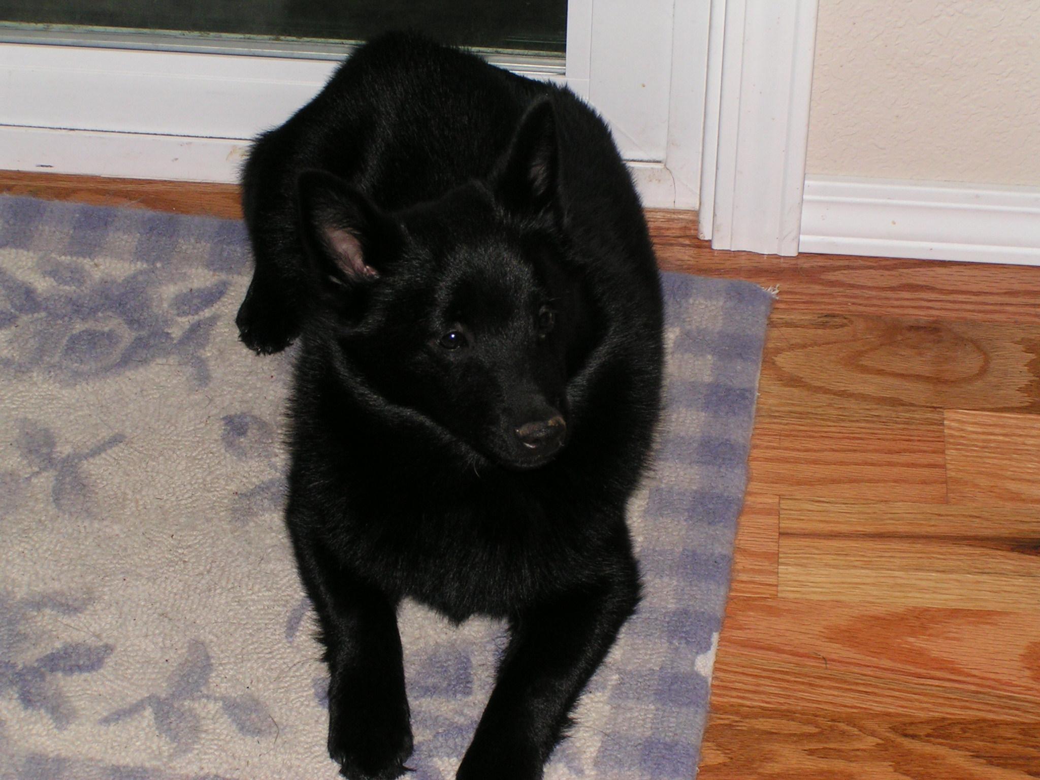 Schipperke — 5