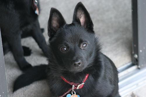 Schipperke — 6