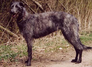 Scottish Deerhound — 1