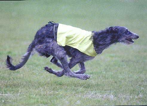 Scottish Deerhound — 2