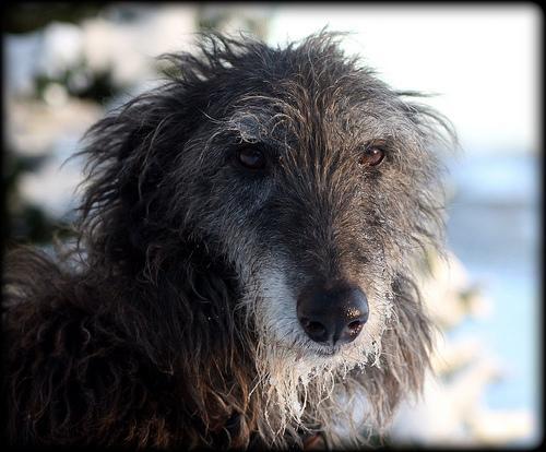 Scottish Deerhound — 3