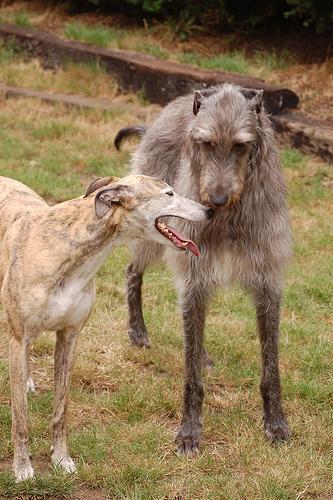 Scottish Deerhound — 4