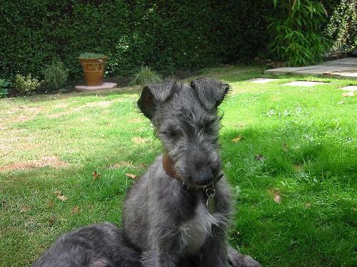 Scottish Deerhound — 5