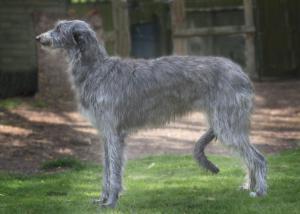 Scottish Deerhound — 6