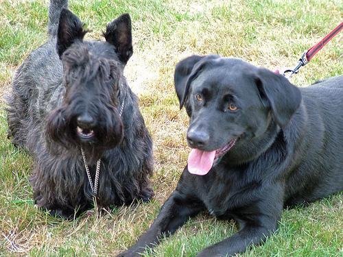 Scottish Terrier — 1