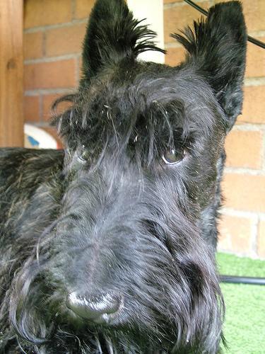 Scottish Terrier — 2