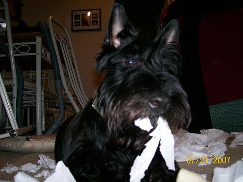 Scottish Terrier — 3