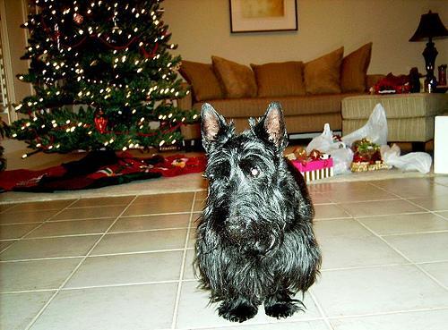 Scottish Terrier — 4