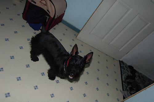 Scottish Terrier — 5