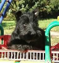 Scottish Terrier — 6