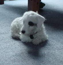 Sealyham Terrier — 1