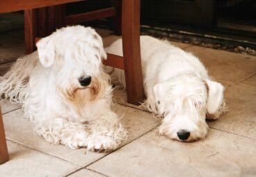 Sealyham Terrier — 2