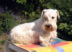 Sealyham Terrier — 3