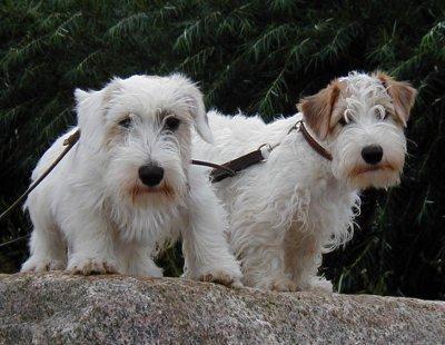 Sealyham Terrier — 4