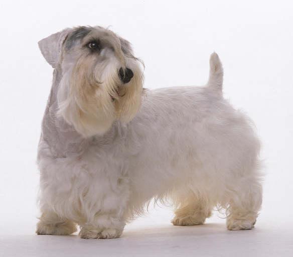 Sealyham Terrier — 5