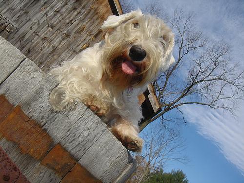 Sealyham Terrier — 6