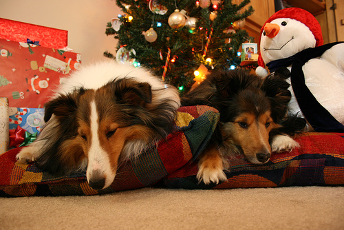 Shetland Sheepdog — 1